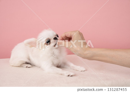 Pink bag and Chihuahua receiving a treat 131287455