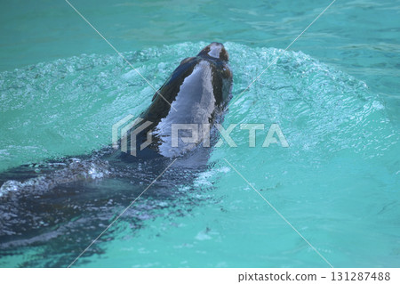 Sea lions making waves and enjoying their private pool Sea lions making waves and enjoying their private pool 131287488