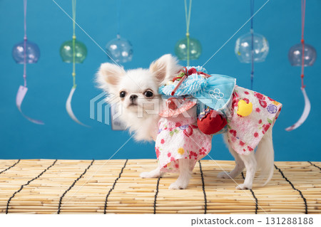Natsuna the Chihuahua wearing a blue backdrop, wind chimes and a yukata Natsuna the Chihuahua wearing a blue backdrop, wind chimes and a yukata 131288188