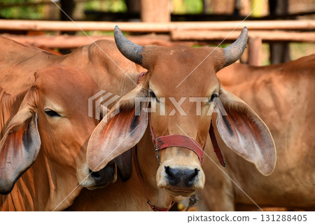 Red meat cattle in a cattle pen stand huddled together and look at the camera. Red meat cattle in a cattle pen stand huddled together and look at the camera. 131288405