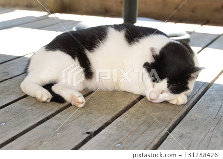 A cat taking a nap on a bench on a wooden deck A cat taking a nap on a bench on a wooden deck 131288426