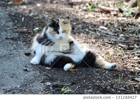 A sunny cat A sunny cat 131288427