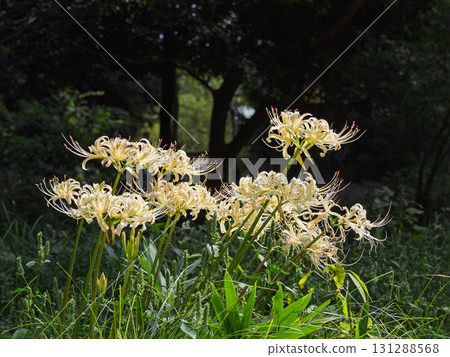 公園綠地上盛開的白花蜘蛛百合 公園綠地上盛開的白花蜘蛛百合 131288568
