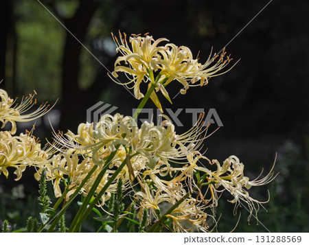 公園綠地上盛開的白花蜘蛛百合 131288569