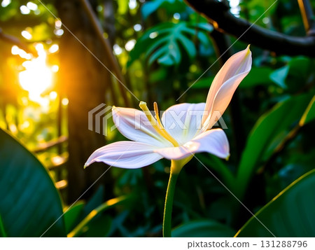 Ephemeral Bloom Amidst Verdant Tropical Sunlight's Golden Embrace 131288796