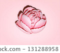 Soft Pink Peony Bloom: A Delicate Floral Portrait 131288958