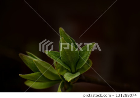 Young lilac leaves on a blurred dark background. Close up. Early spring, Sunny day, dark background. Delicate young green leaves glow in the sun and in backlight. 131289074