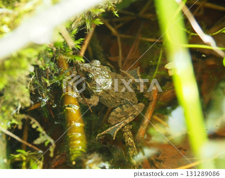 六月初的矢野原濕原（福島縣昭和村） 131289086