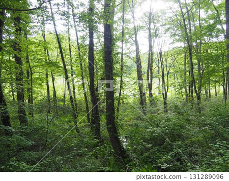 六月初的矢野原濕原（福島縣昭和村） 131289096