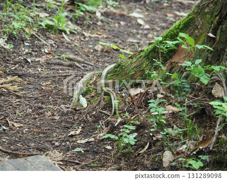 六月初的矢野原濕原(福島縣昭和村) 六月初的矢野原濕原(福島縣昭和村) 131289098