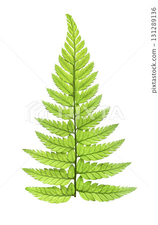 Green Fern leaf isolated on white background with clipping path. 131289136