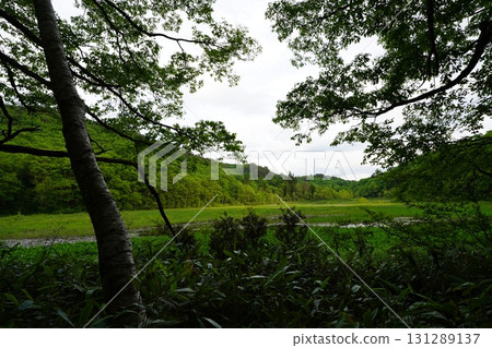 六月初的矢野原濕原(福島縣昭和村) 六月初的矢野原濕原(福島縣昭和村) 131289137