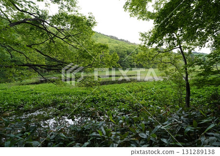 六月初的矢野原濕原（福島縣昭和村） 131289138