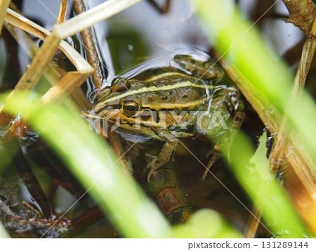 Yanohara Marsh in early June (Showa Village, Fukushima Prefecture) 131289144