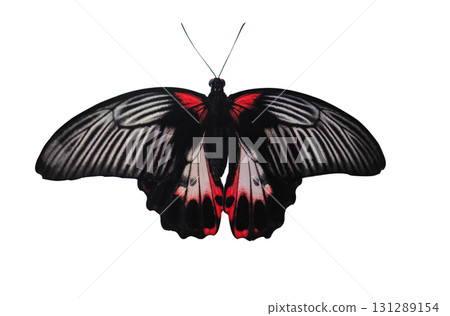 Tropical butterfly Papilio Rumanzovia isolated on white background close up. Beautiful black and red Papilio Rumanzovia (Scarlet Mormon) element for design with clipping mask. 131289154