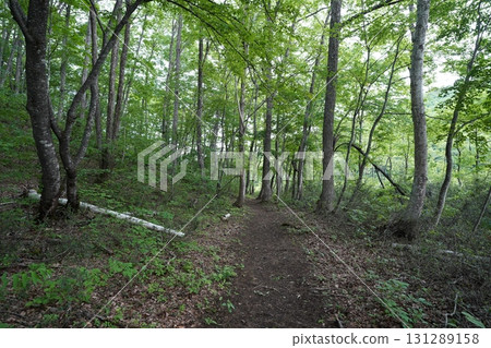 六月初的矢野原濕原（福島縣昭和村） 131289158