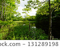 Yanohara Marsh in early June (Showa Village, Fukushima Prefecture) 131289198