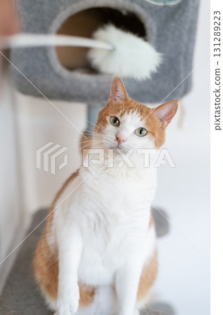 A cat playing with a toy Brown tiger white 131289223