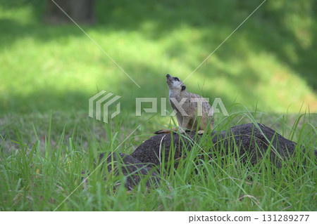 Meerkats keep an eye on crows flying overhead 131289277
