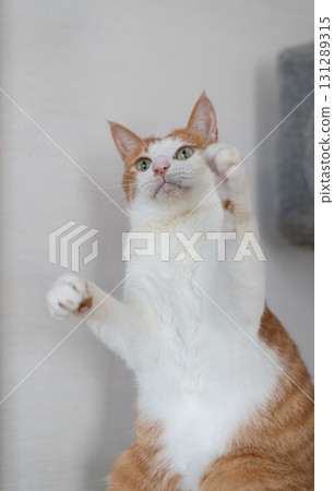 一隻貓在玩玩具棕色老虎白色 131289315