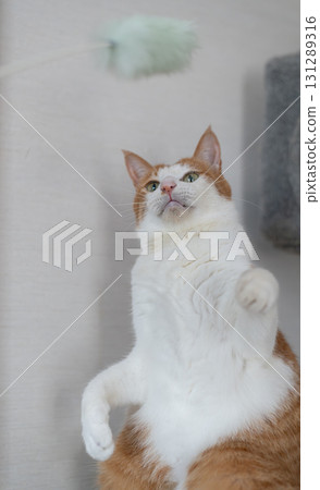 一隻貓在玩玩具棕色老虎白色 131289316
