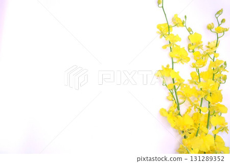 Yellow oncidium flower frame 131289352