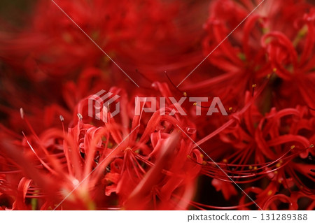 群集孤挺花 群集孤挺花 131289388