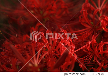 群集孤挺花 群集孤挺花 131289389