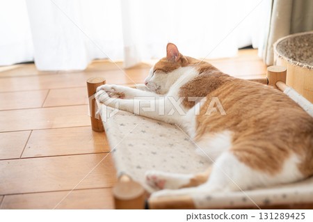 Cat lying down and relaxing Brown tabby and white Cat lying down and relaxing Brown tabby and white 131289425
