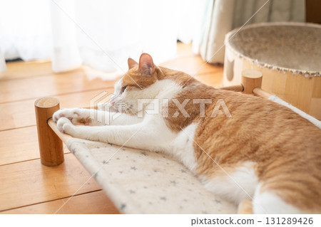 Cat lying down and relaxing Brown tabby and white 131289426