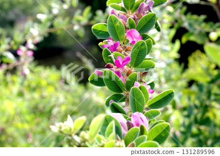 一朵鮮豔的粉紅色花朵在清晨的陽光下，在新鮮的綠葉中生長 131289596