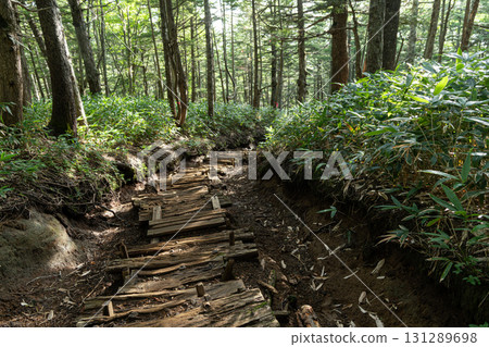 Climbing through the forest: Mount Ontake 131289698