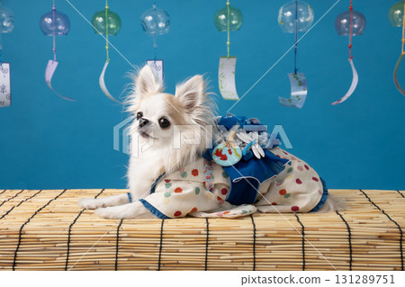 Blue back, wind chimes and Mameharu the Chihuahua wearing a yukata Blue back, wind chimes and Mameharu the Chihuahua wearing a yukata 131289751