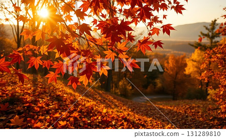 Scenery of autumn leaves 131289810