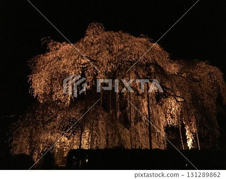 Lighted up deep brown cherry blossoms 131289862