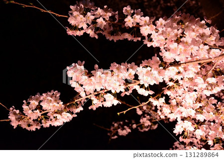 Cherry blossoms floating at night 131289864