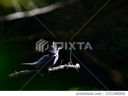 I encountered a kingfisher in the forest I encountered a kingfisher in the forest 131290008