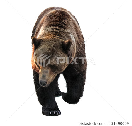 Brown Bear, 8 years old, walking in front of white background 131290009