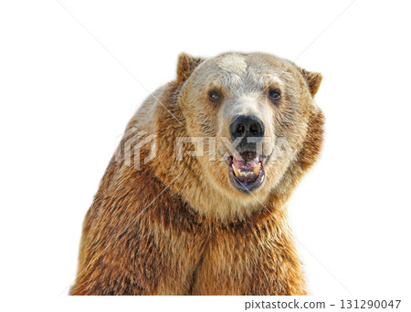 Close-up of Grizzly Bear smiling in large zoo, captive setting (shallow focus). Close-up of Grizzly Bear smiling in large zoo, captive setting (shallow focus). 131290047