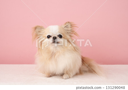 拉娜，一隻微笑的吉娃娃，背部是粉紅色 131290048