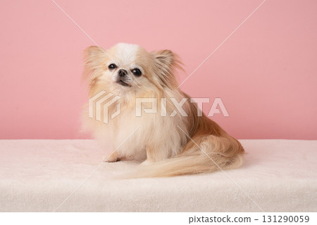 Lana the smiling Chihuahua with a pink back 131290059