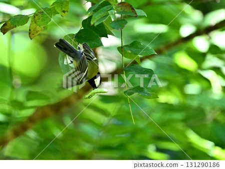 一隻大山雀發現一隻毛毛蟲並飛走了 一隻大山雀發現一隻毛毛蟲並飛走了 131290186