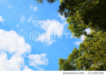 Under the sunlight filtering through the trees, I look up at the blue sky Under the sunlight filtering through the trees, I look up at the blue sky 131290190