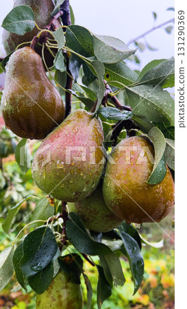 Ripe pear on a tree in the rain.  131290369