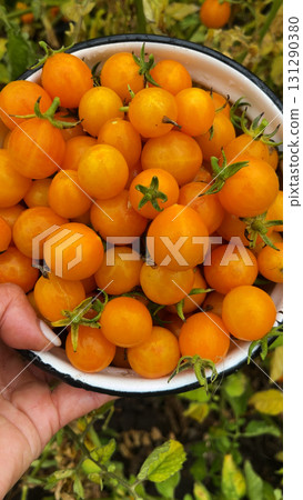Freshly harvested ripe yellow cherry tomatoes in a bowl Freshly harvested ripe yellow cherry tomatoes in a bowl 131290380
