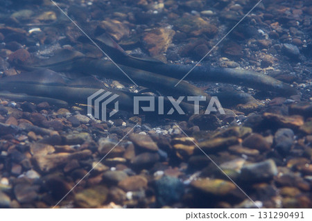 七鰓鰻（鮭魚的故鄉千歲水族館） 131290491