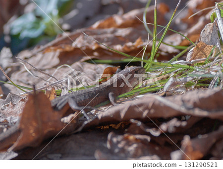 日本假名蛇 131290521