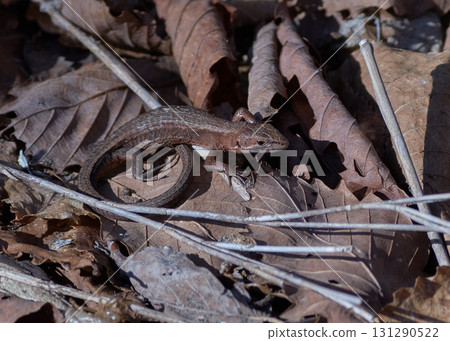 日本假名蛇 日本假名蛇 131290522