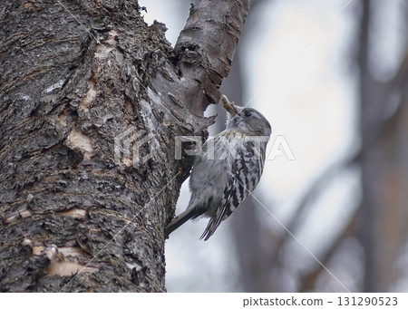 Kogera生態捕食 131290523