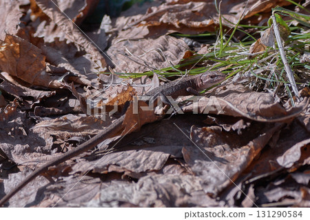 Japanese kana snake Japanese kana snake 131290584